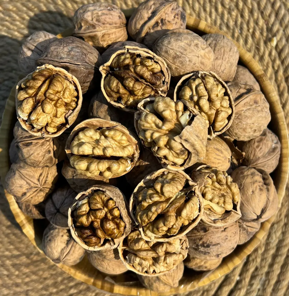 گوێزی صینی شینفو