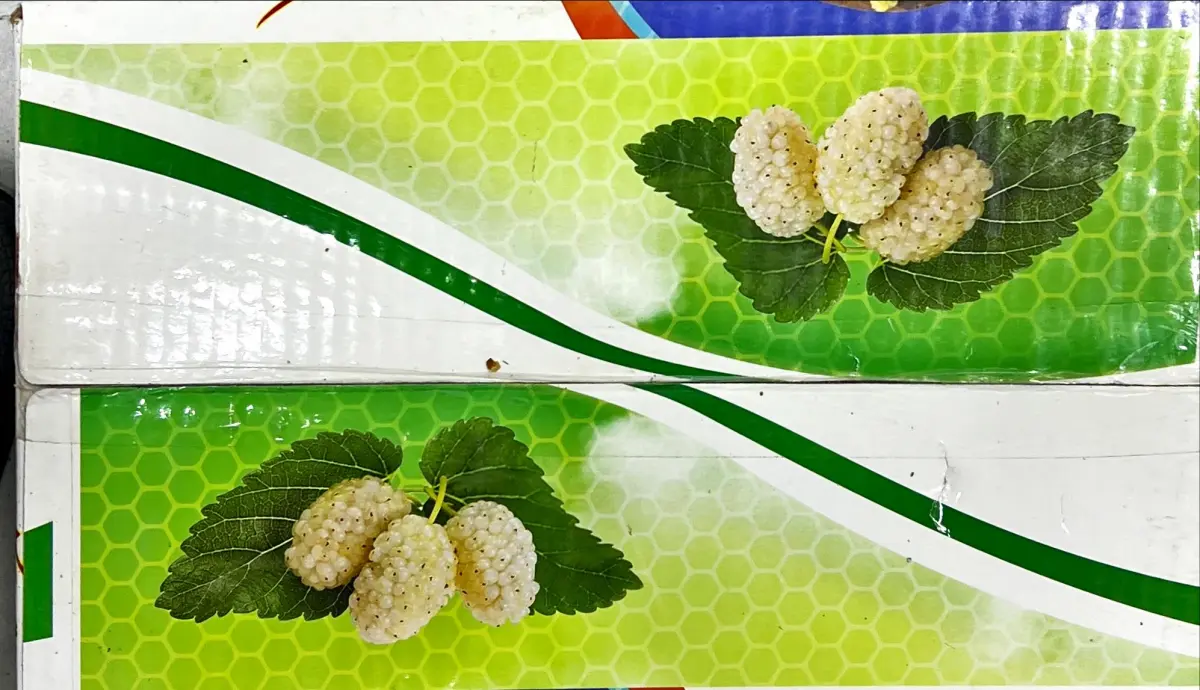 توی وشک شامی