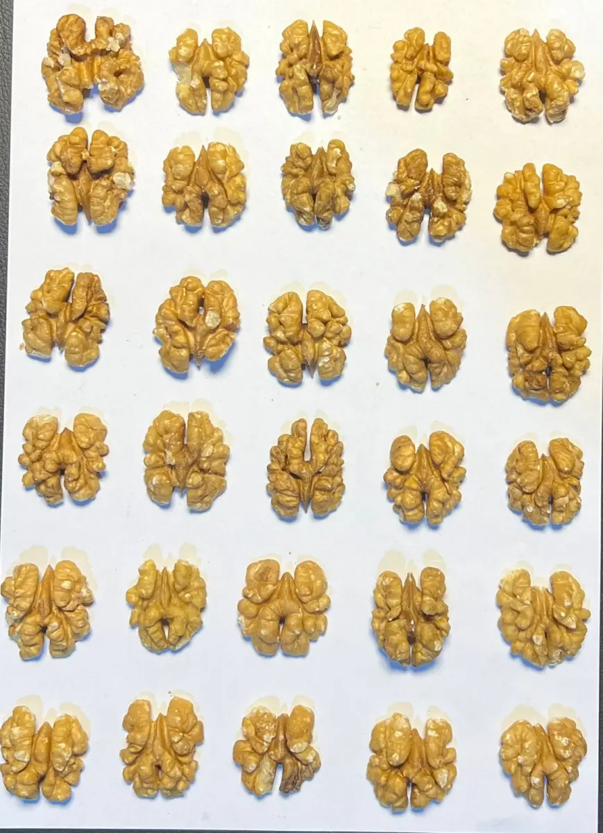 کاکلی گوێز صینی 185